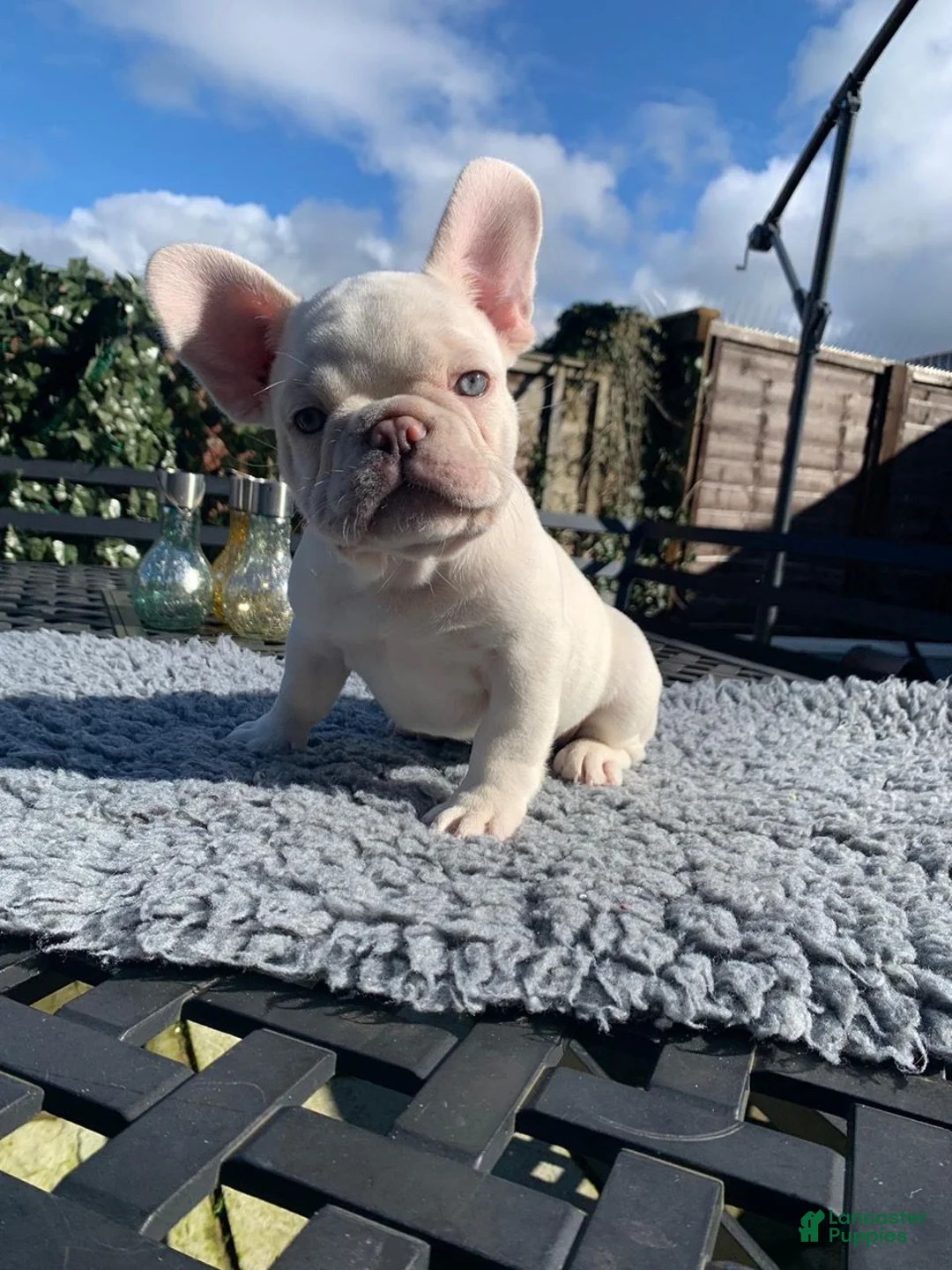 French Bulldog dogs for sale: Cereal - Ad 2