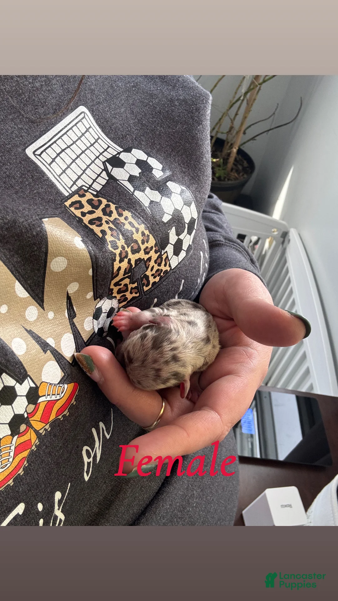 Mixed Breed dogs for sale: Mixed Breed Puppy 8 - Ad 2