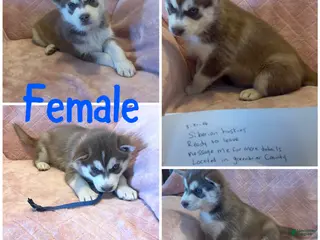 Siberian Husky dogs Siberian Husky Puppy 5 - Ad 21