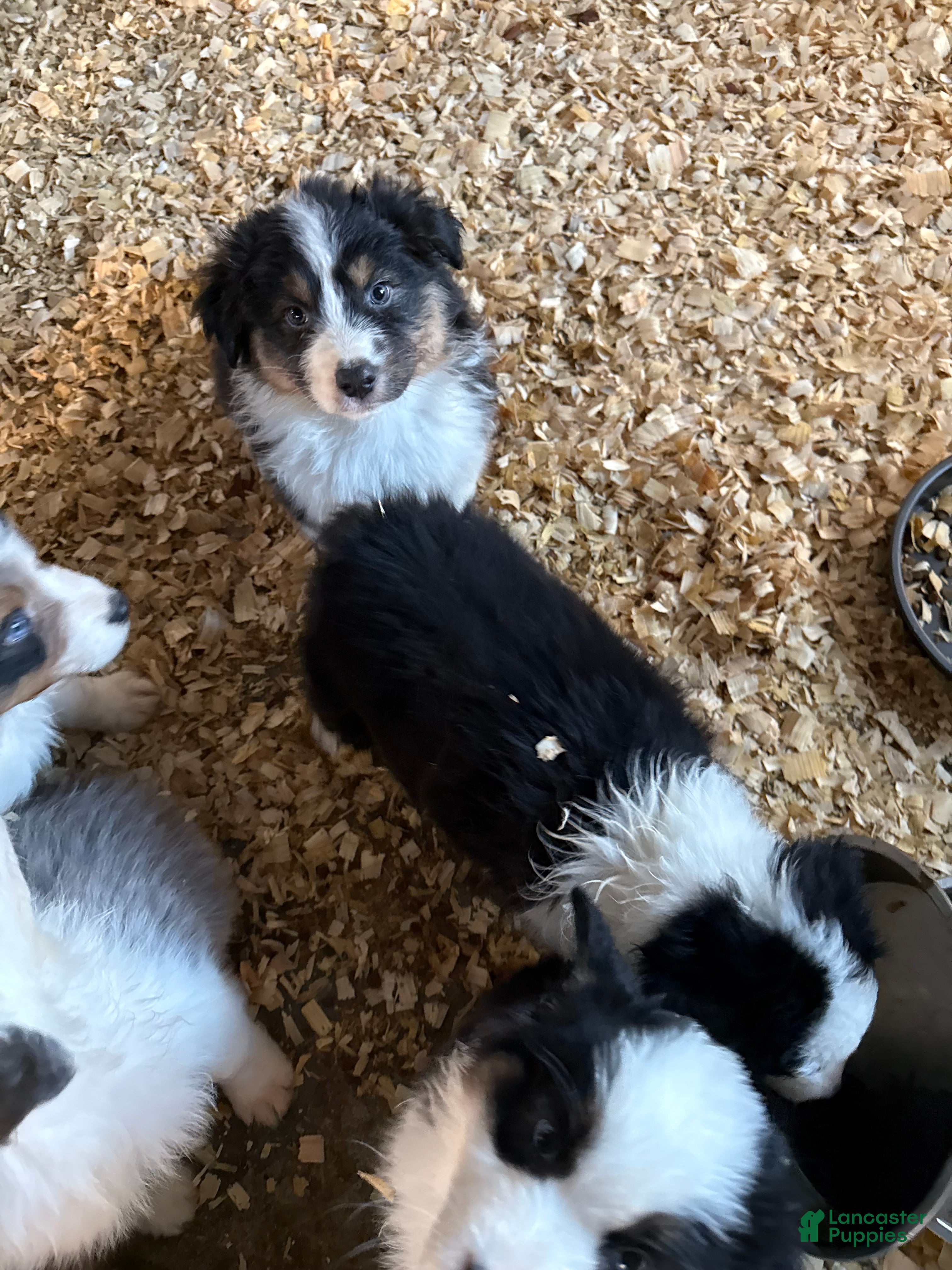 Australian Shepherd dogs Australian Shepherd Puppy 3 - Ad 21
