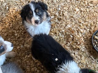 Australian Shepherd dogs Australian Shepherd Puppy 3 - Ad 19