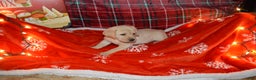 Labrador Retriever dogs for sale: Maragold - Ad 2