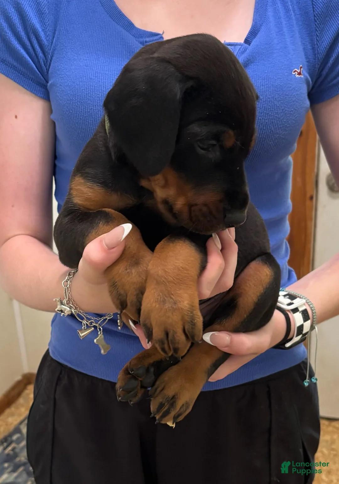 Doberman Pinscher dogs for sale: Boy 2 - Ad 1