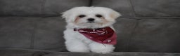 Maltese dogs for sale: Toby - Ad 10