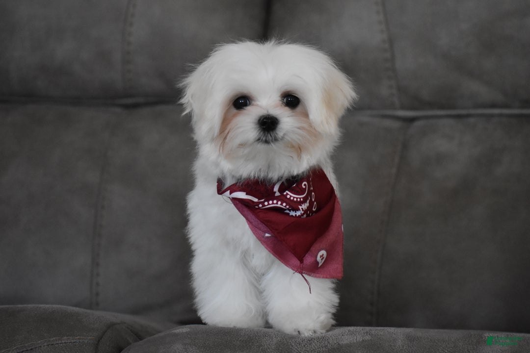 Maltese dogs for sale: Toby - Ad 10