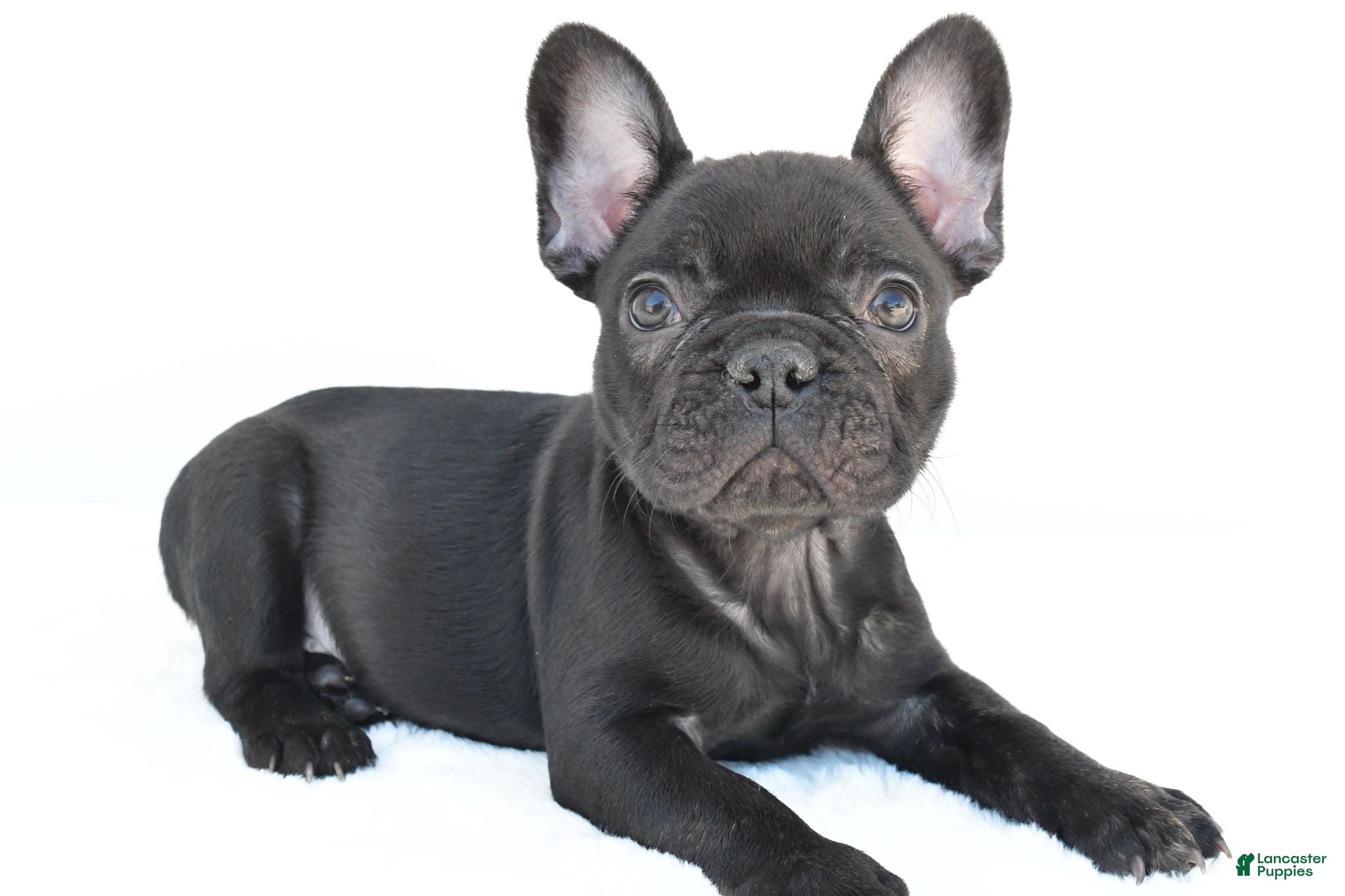 French Bulldog dogs Brittany - Ad 2