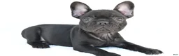French Bulldog dogs for sale: Brittany - Ad 2