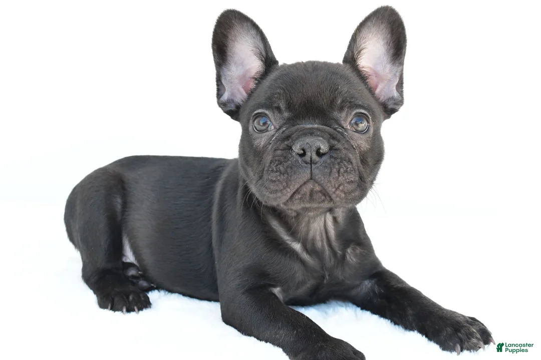 French Bulldog dogs for sale: Brittany - Ad 2