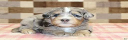 Mini Bernedoodle dogs for sale: Ned - Ad 2