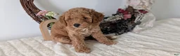 Miniature Poodle dogs for sale: Sienna - Ad 7