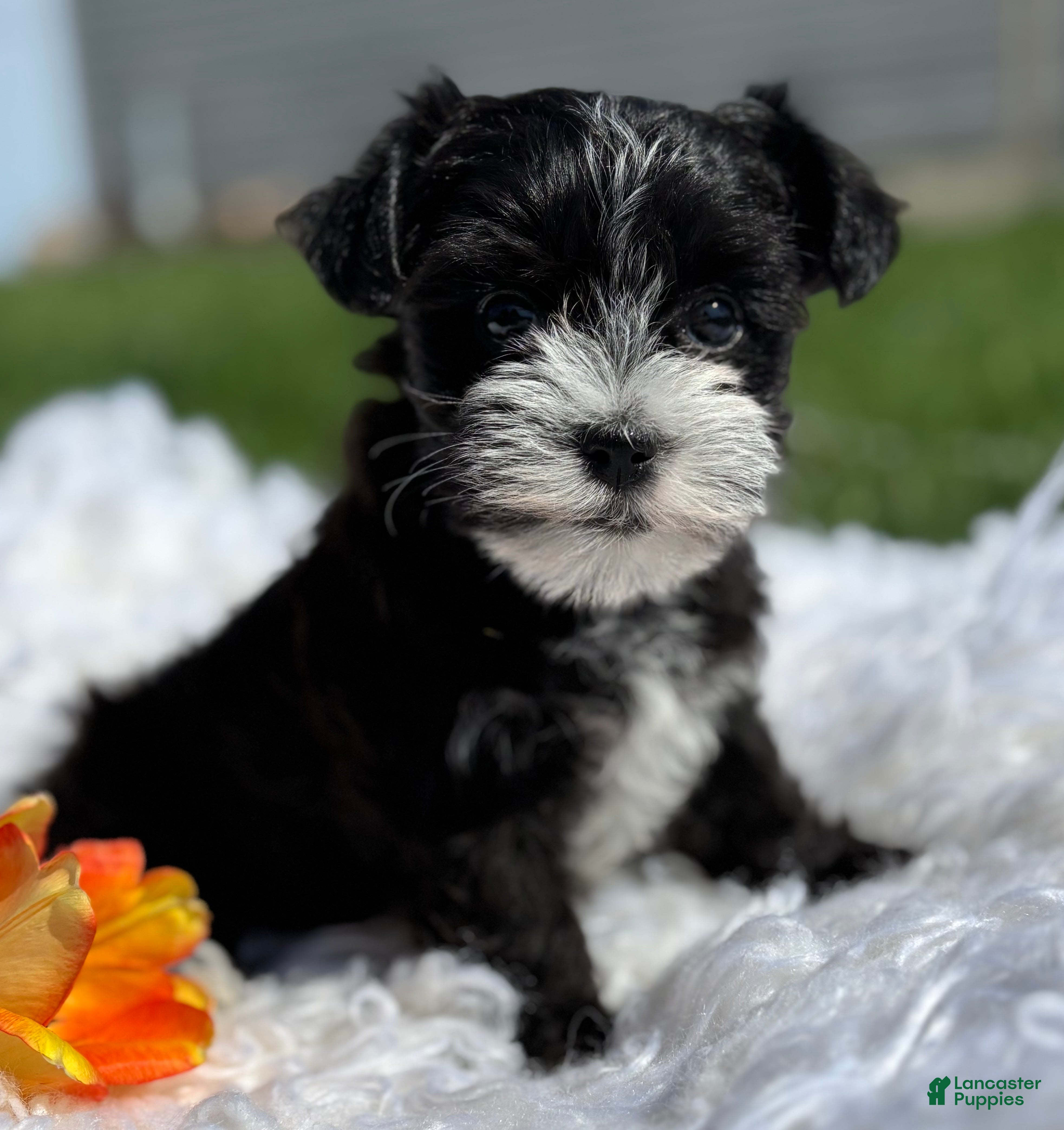 Morkie dogs Dixie - Ad 1