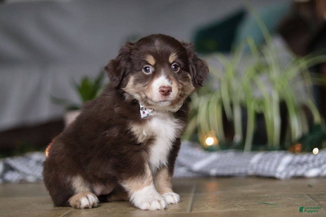 Miniature Australian Shepherd dogs for sale: Twila - Ad 6