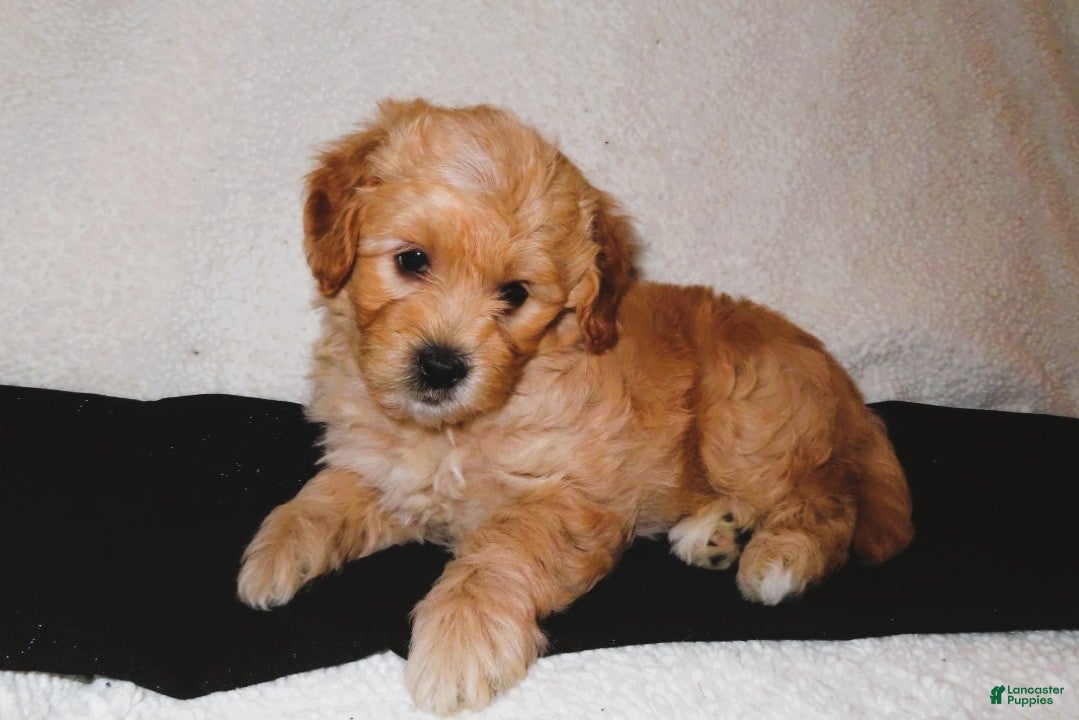 Mini Goldendoodle dogs Jewel - Ad 1