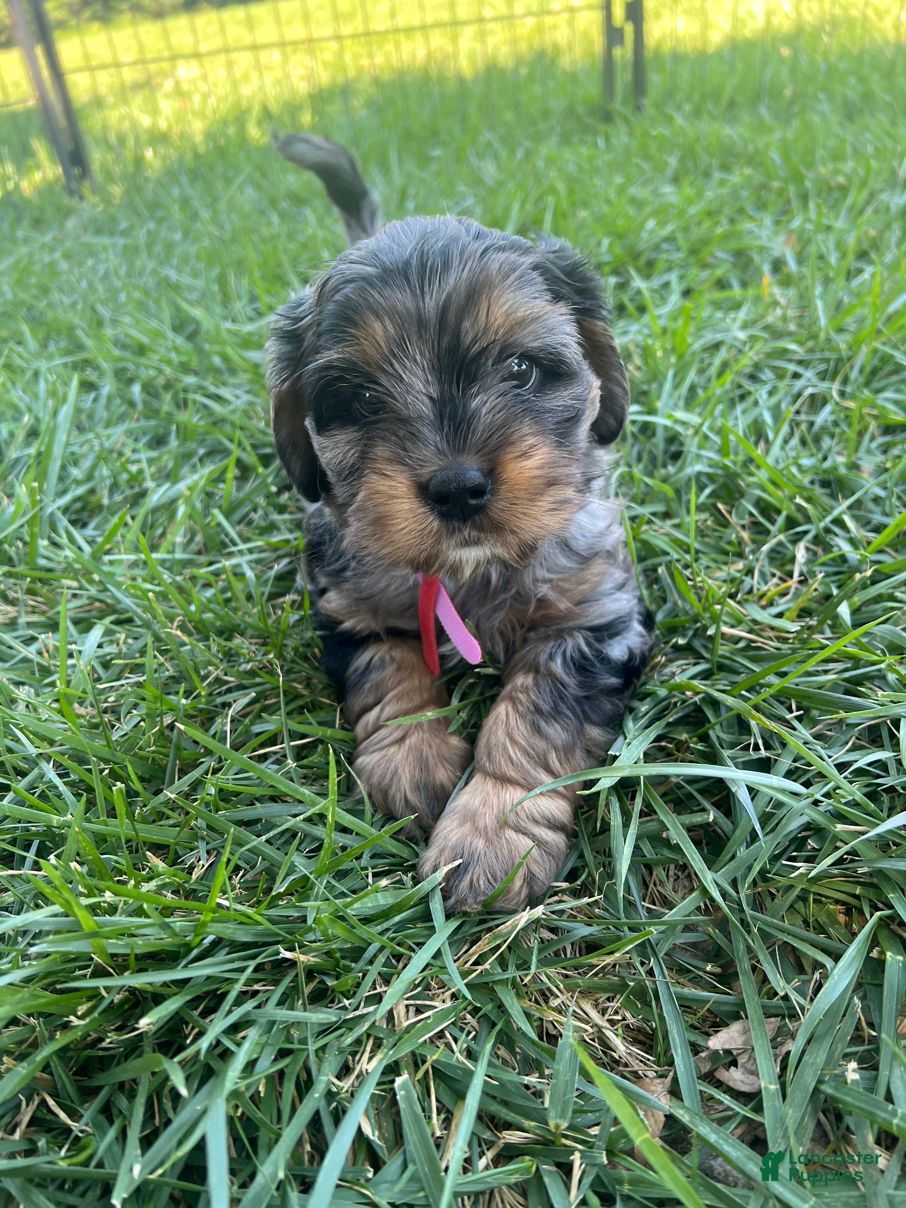 Mixed Breed dogs Red Munchkin Bernedoodle - Ad 1