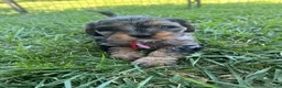 Mixed Breed dogs for sale: Red Munchkin Bernedoodle - Ad 6