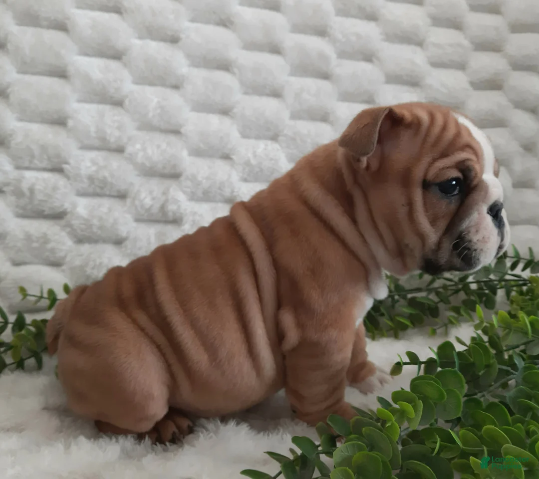 English Bulldog dogs for sale: Duke - Ad 6