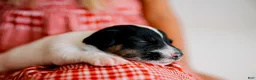 Jack Russell Terrier dogs for sale: Jack Russell Terrier 1 - Ad 7