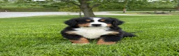 Bernese Mountain Dog dogs for sale: Ollie  - Ad 3