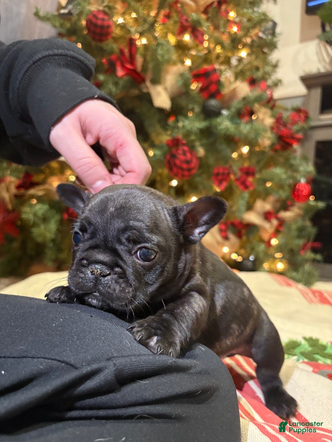 French Bulldog dogs for sale: French Bulldog Puppy 3 (purple collar) tiny - Ad 6