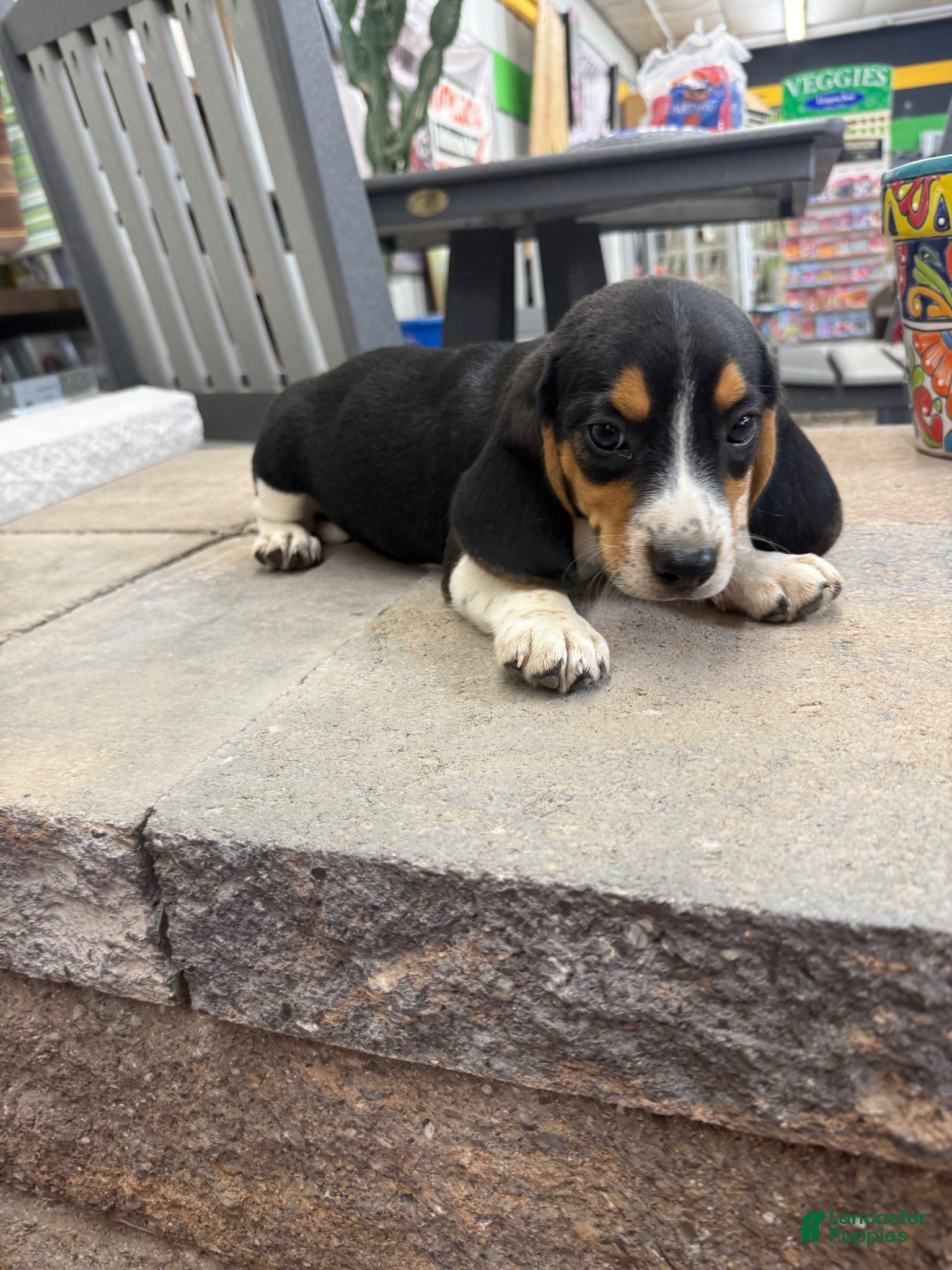 Beagle dogs AKC Simon - Ad 1
