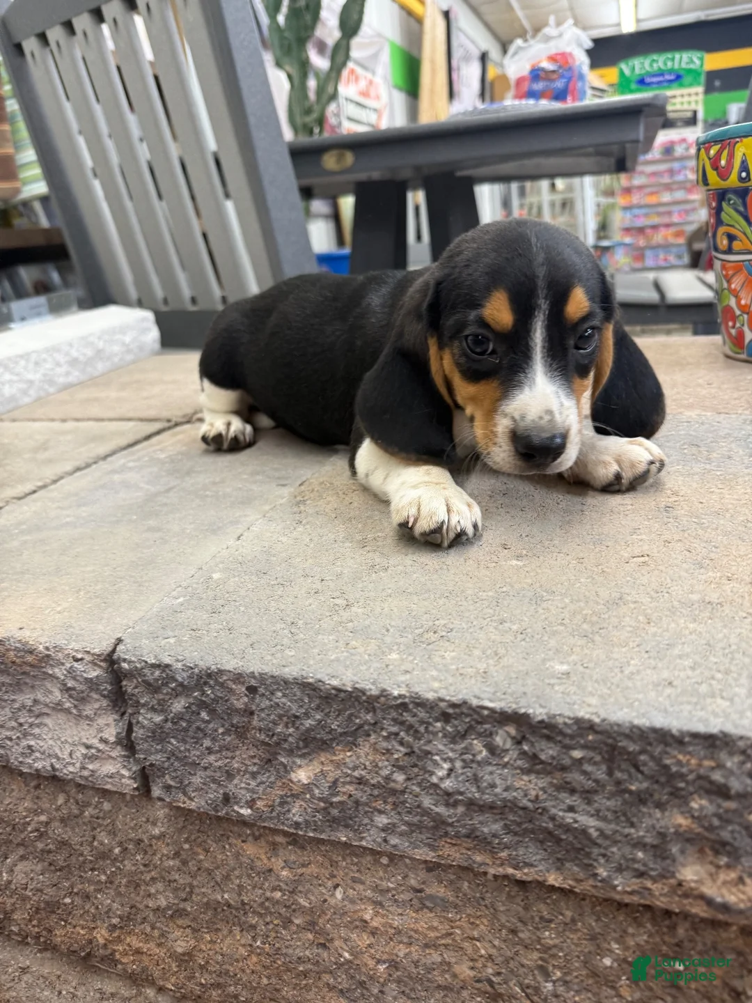 Beagle dogs for sale: AKC Simon - Ad 1