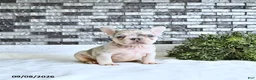 French Bulldog dogs for sale: Lettie - Ad 5