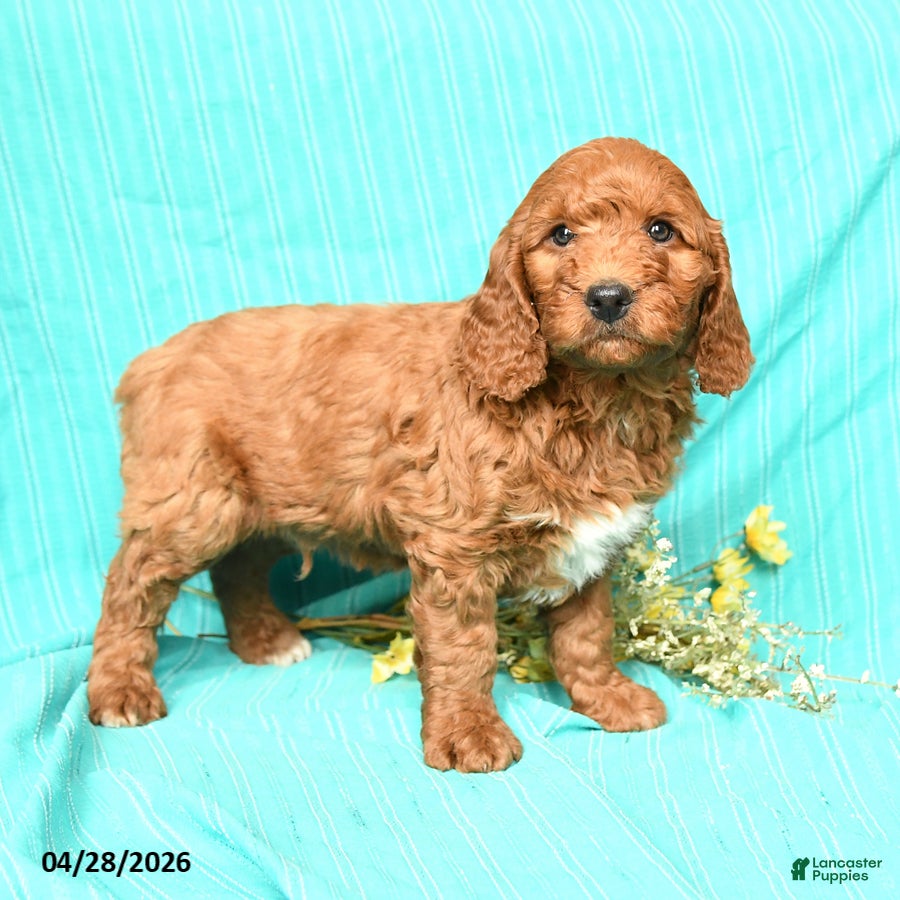 Goldendoodle dogs Rusty - Ad 2
