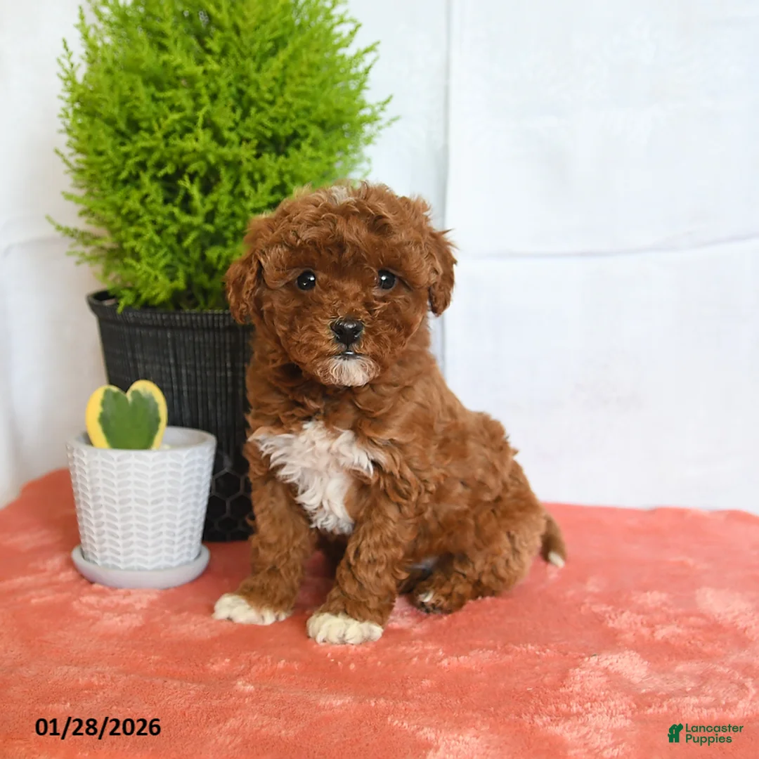 Mini Goldendoodle dogs for sale: Honey - Ad 2