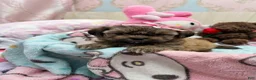 Shih Tzu dogs for sale: Little Baby Girl 💕 - Ad 10