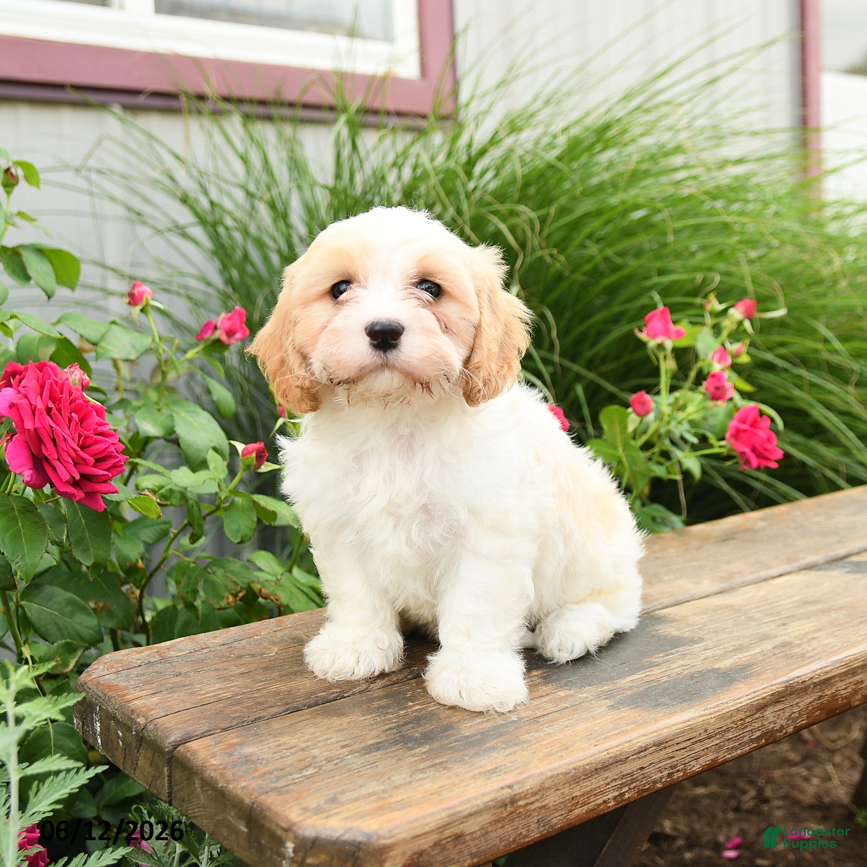 Cavachon dogs Trevor - Ad 1