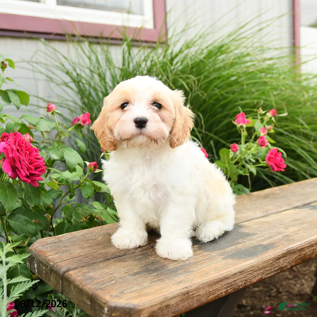 Cavachon dogs for sale: Trevor - Ad 1