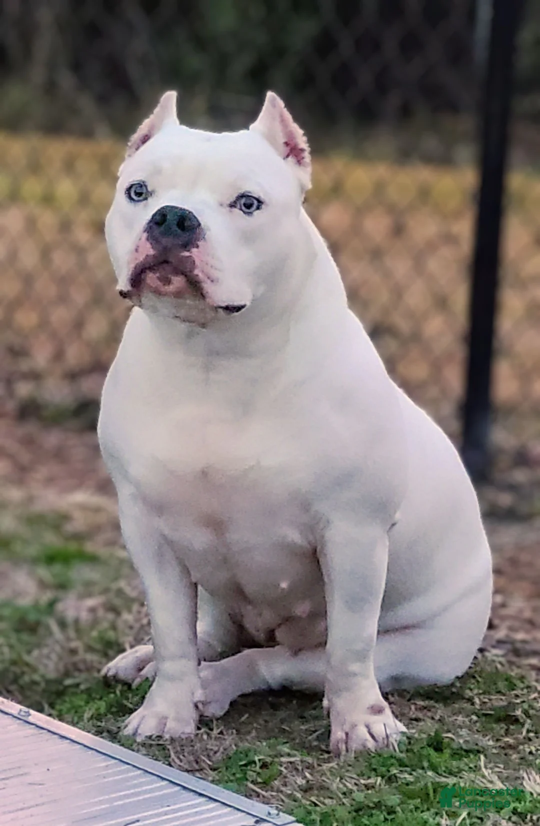 American Bully dogs for sale: American Bully 1 - Ad 9