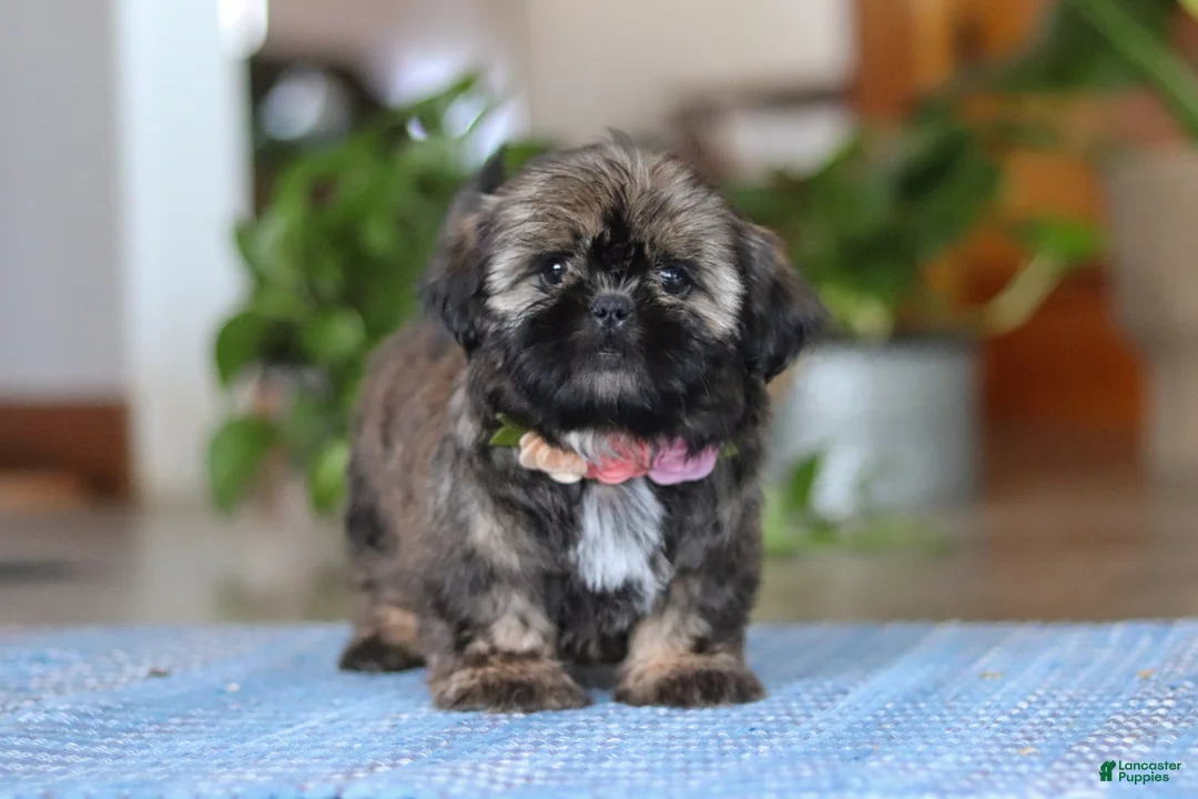 Shih Tzu dogs for sale: Juliet - Ad 8