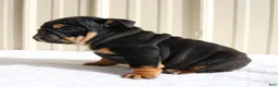 English Bulldog dogs for sale: Brandy - Ad 7
