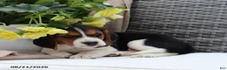 Beagle dogs for sale: Remi - Ad 7