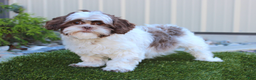 Shih Tzu dogs for sale: Olivia - Ad 5