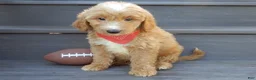 Mini Goldendoodle dogs for sale: Bear (medium) - Ad 6