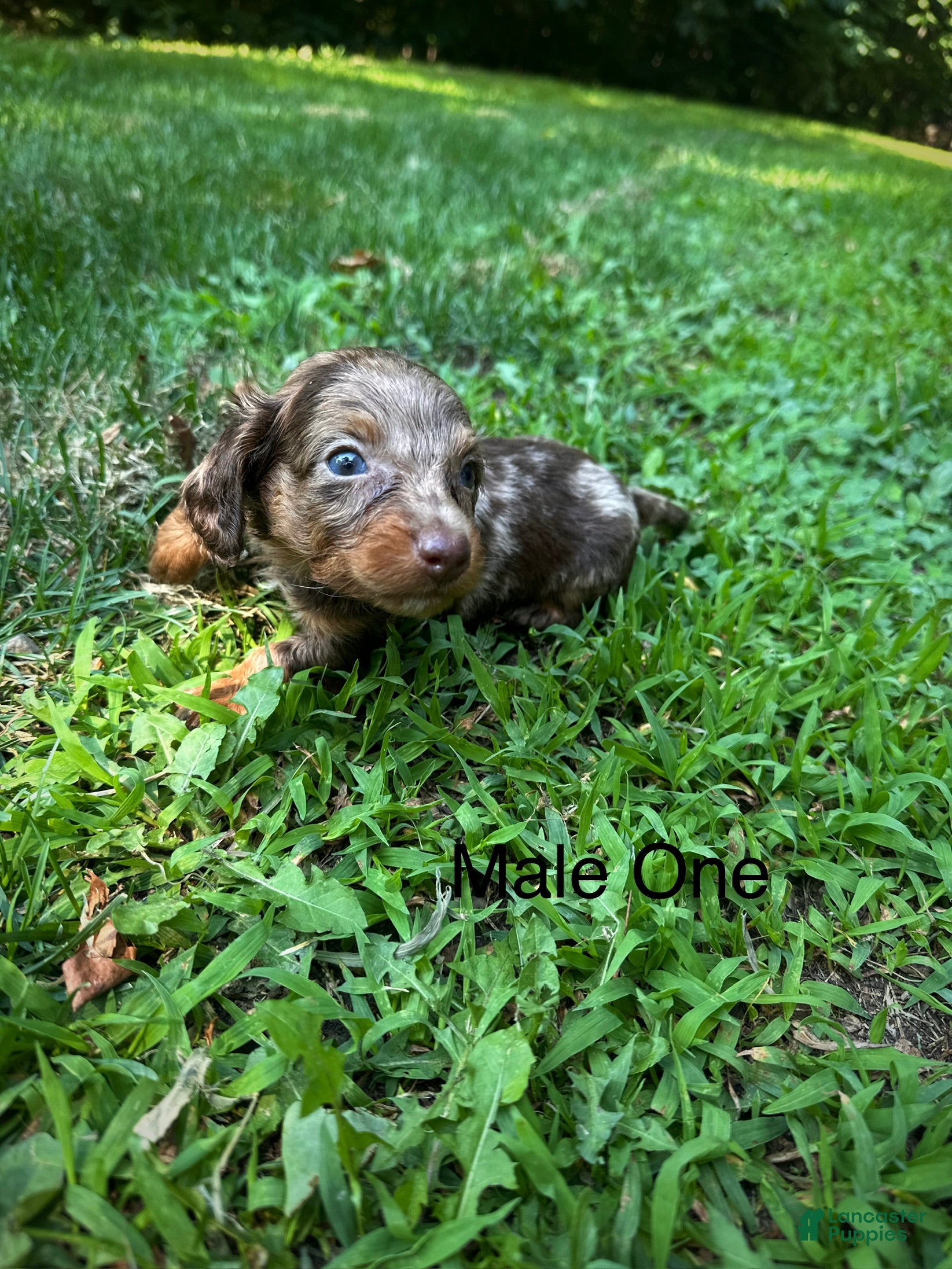 Dachshund dogs Male One - Ad 1