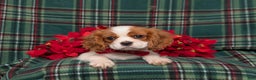 Cavalier King Charles Spaniel dogs for sale: Weber - Ad 7