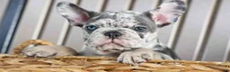 French Bulldog dogs for sale: 🐾 Magnes - Ad 9