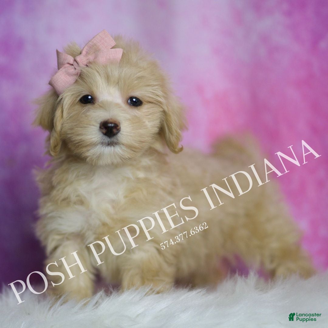 Maltipoo dogs for sale: Peach - Ad 5