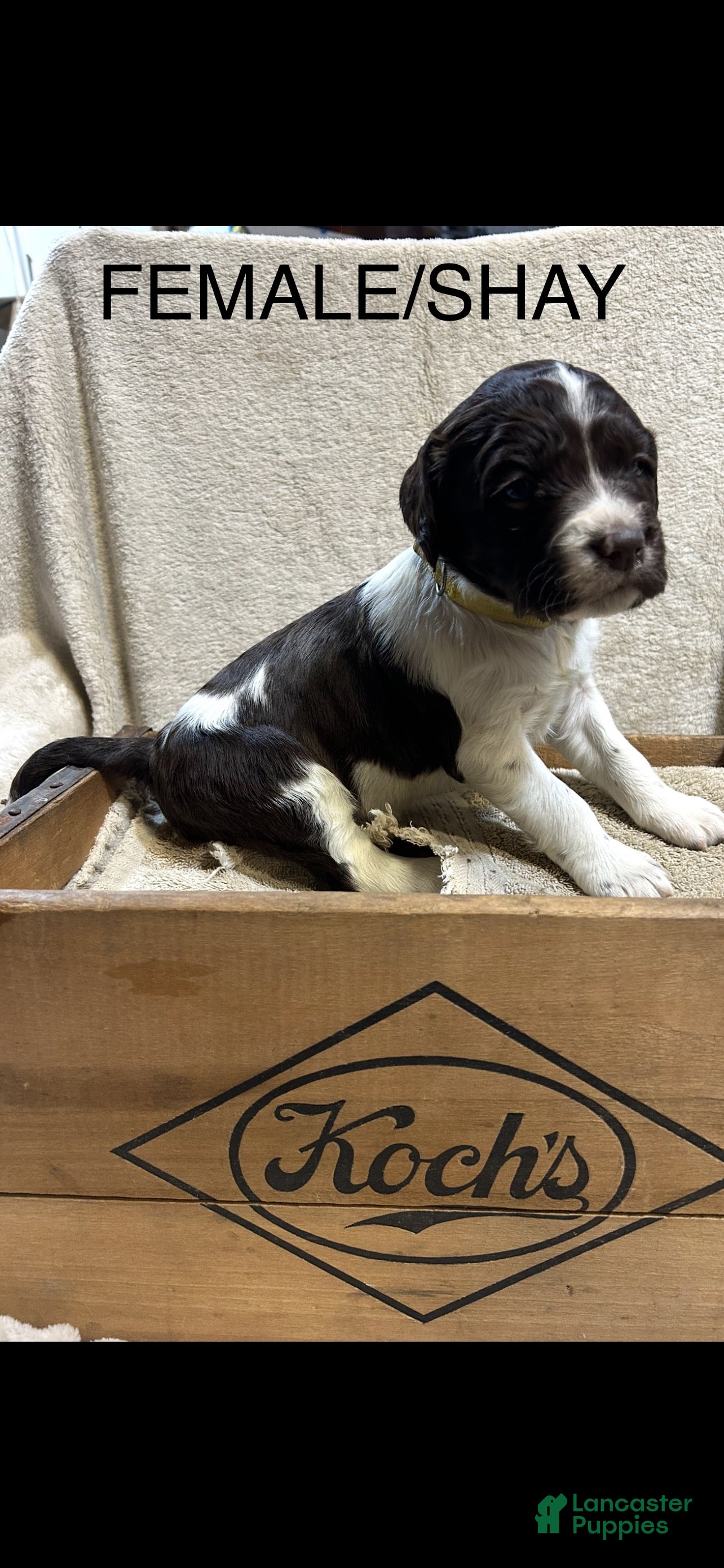 English Springer Spaniel dogs English Springer Spaniel Puppy 2 - Ad 7