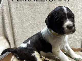 English Springer Spaniel dogs English Springer Spaniel Puppy 2 - Ad 7