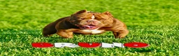 American Bully dogs for sale: Blue-coated female - Ad 3