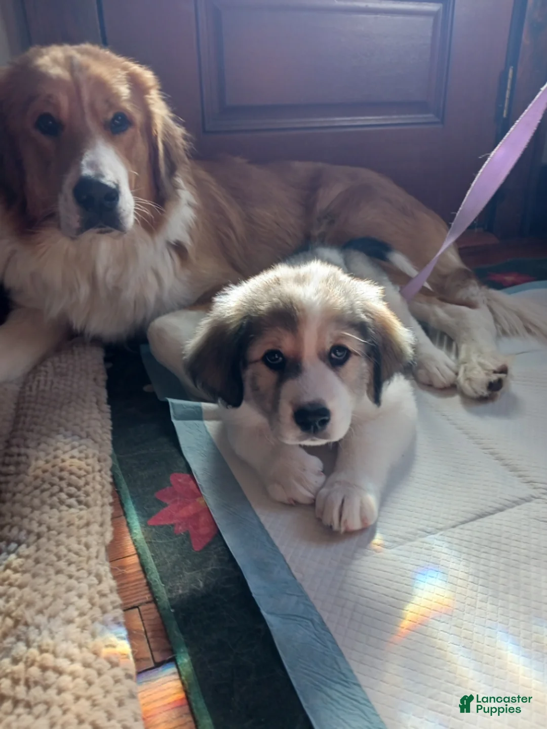 Mixed Breed dogs for sale: Mixed Breed Puppy 1 - Ad 2