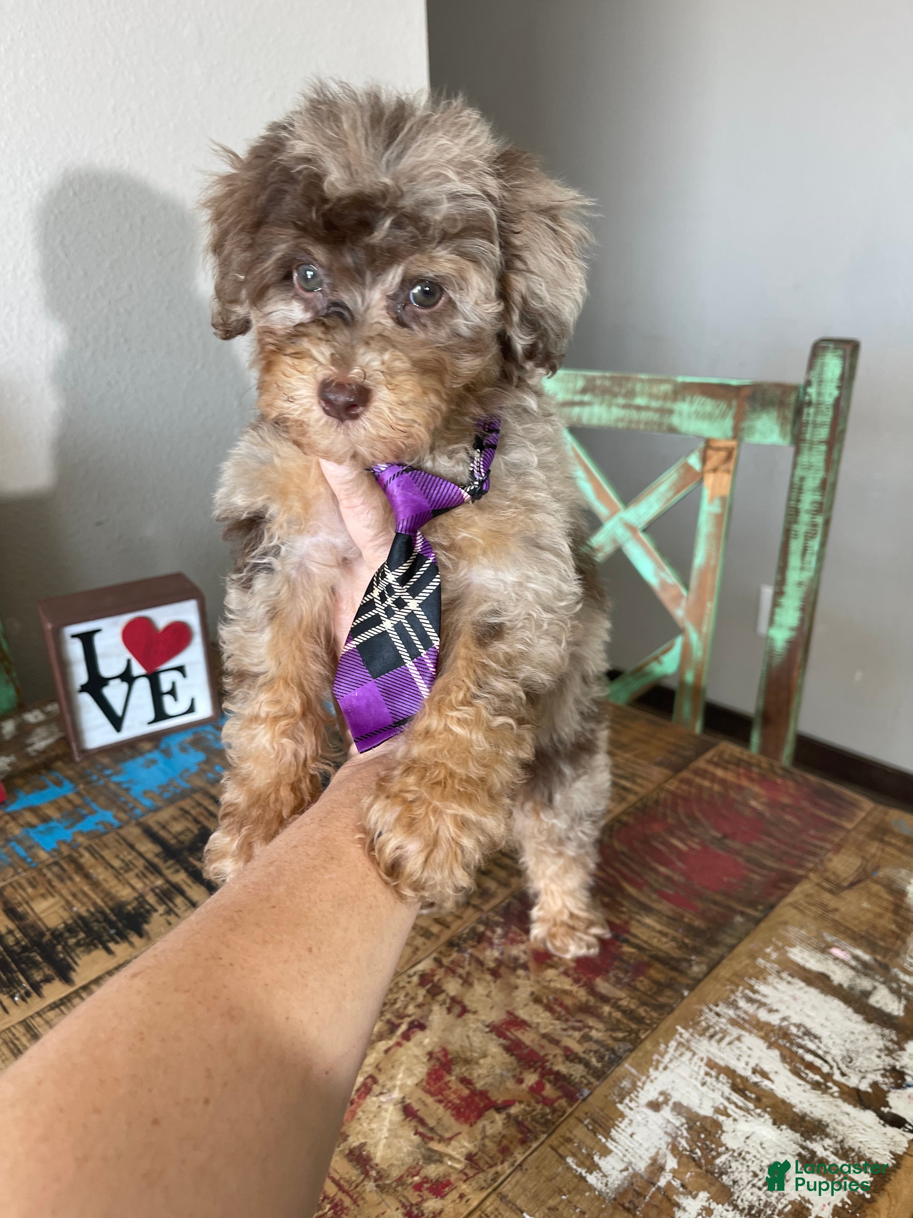 Miniature Poodle dogs Akc Clear Chocolate Merle Phantom Boy  - Ad 6