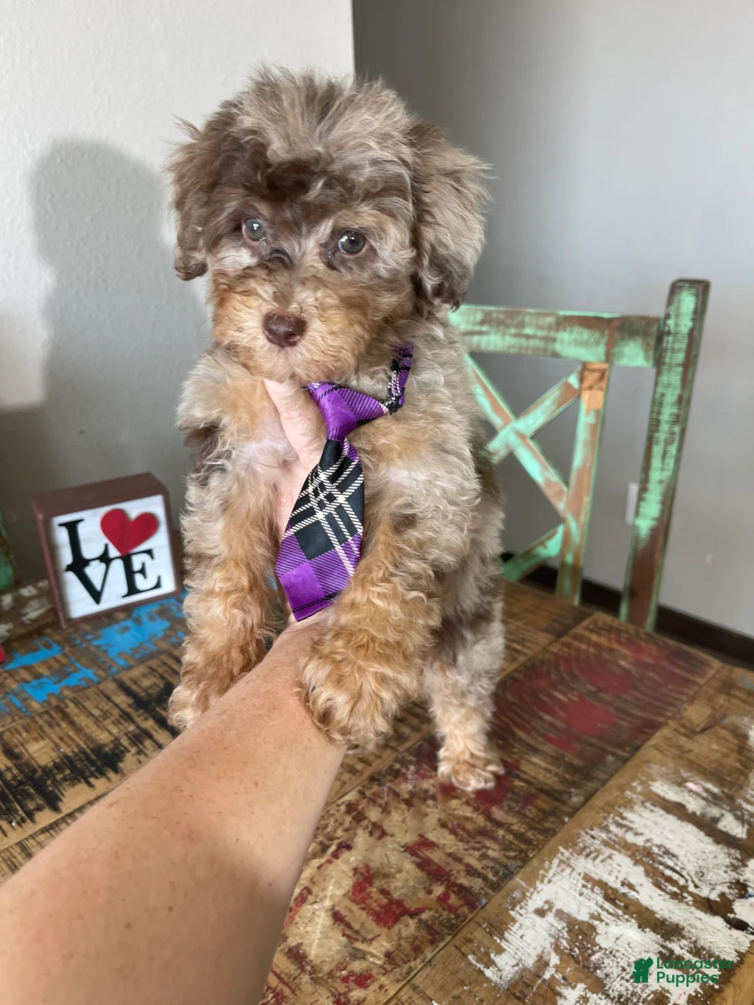 Miniature Poodle dogs for sale: Akc Clear Chocolate Merle Phantom Boy  - Ad 1