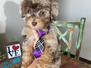 Miniature Poodle dogs Akc Clear Chocolate Merle Phantom Boy - Ad 6