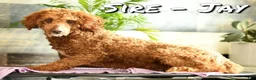 Mini Goldendoodle dogs for sale: Champ - Ad 11