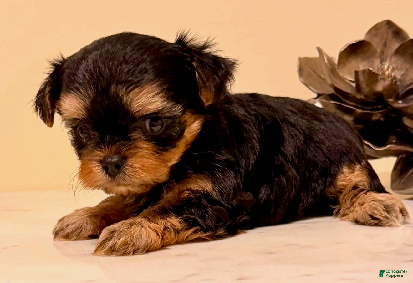 Yorkshire Terrier dogs Girl 2 - Ad 2